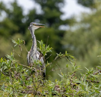  Héron cendré Ardea cinerea - Grey Heron