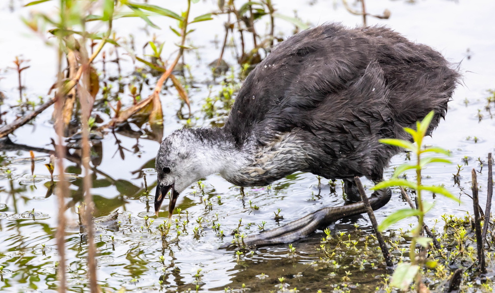 Foulque macroule Fulica atra - Eurasian Coot