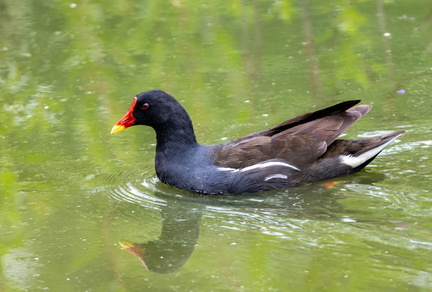 Gallinule poule-d'eau Gallinula chloropus - Common Moorhen