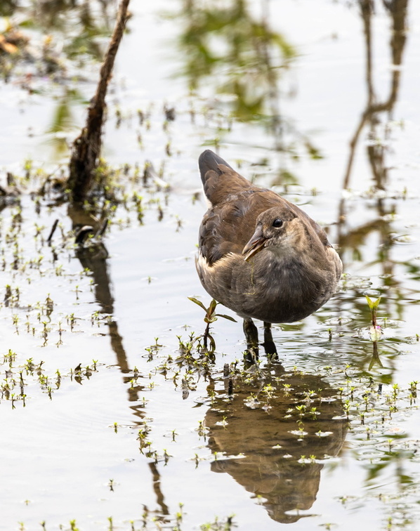 Gallinule poule-d'eau Gallinula chloropus - Common Moorhen