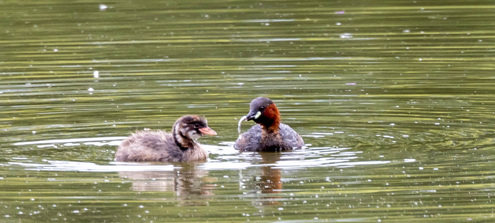 Grèbe castagneux Tachybaptus ruficollis - Little Grebe