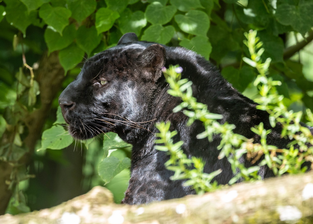  panthère noire,  léopard noir (Panthera pardus)