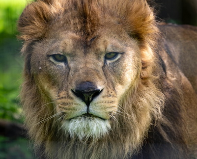 Lion, Panthera leo