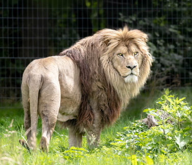 Lion, Panthera leo