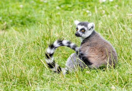 Lemur catta • Maki catta