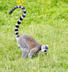 Lemur catta • Maki catta