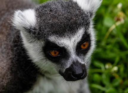 Lemur catta • Maki catta