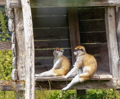 Patas - Singe rouge - Singe pleureur (Erythrocebus patas)