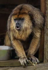 Hurleur noir  Alouatta caraya