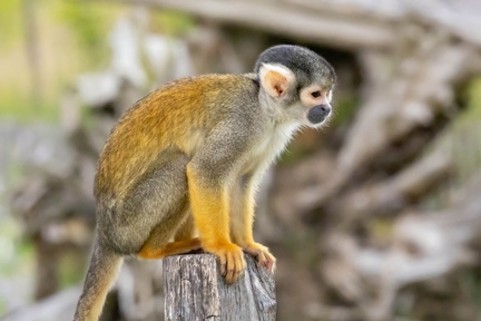  Saïmiri du pérou (Saimiri),  Singe-écureuil, Sapajou