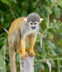  Saïmiri du pérou (Saimiri),  Singe-écureuil, Sapajou