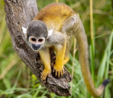  Saïmiri du pérou (Saimiri),  Singe-écureuil, Sapajou