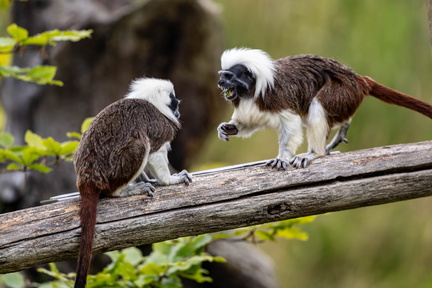 Pinché à crête blanche  Saguinus oedipus · Tamarin à crête blanche