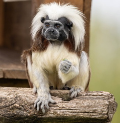 Pinché à crête blanche  Saguinus oedipus · Tamarin à crête blanche