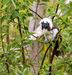 Pinché à crête blanche  Saguinus oedipus · Tamarin à crête blanche