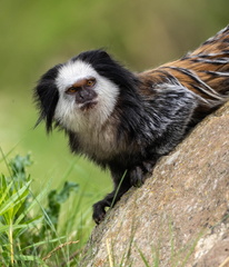 Ouistiti de Geoffroy  Callithrix geoffroyi