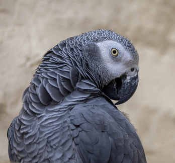 Perroquet jaco Psittacus erithacus - Grey Parrot