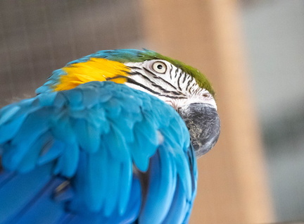 Ara bleu Ara ararauna - Blue-and-yellow Macaw