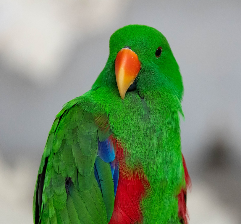  Grand Éclectus Eclectus roratus - Eclectus Parrot (mâle)