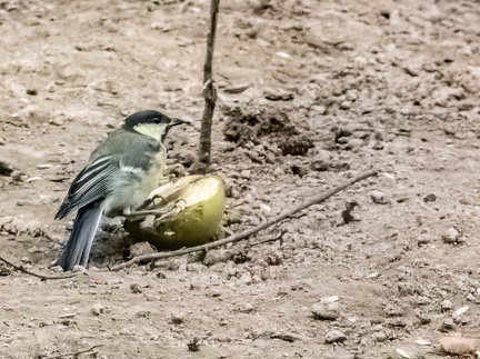 Mésange charbonnière Parus major - Great Tit