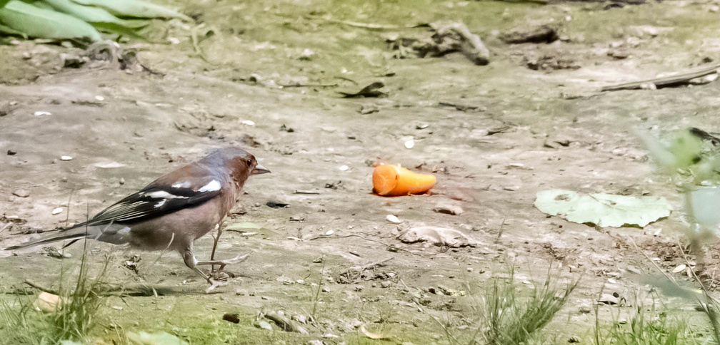 Pinson des arbres Fringilla coelebs - Eurasian Chaffinch