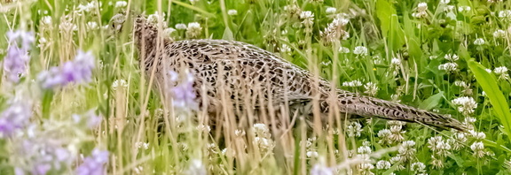 Faisan de Colchide Phasianus colchicus - Common Pheasant