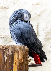 Perroquet jaco Psittacus erithacus - Grey Parrot