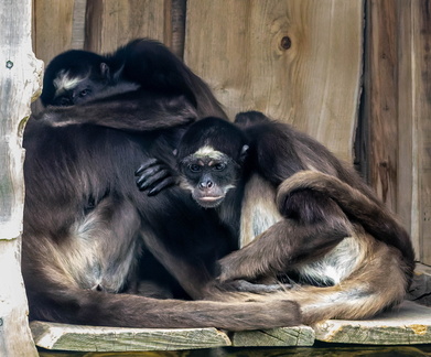 Singe-araignée varié  Ateles hybridus