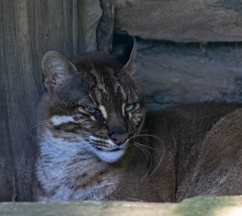  Chat de Temminck (Pardofelis temminckii) Chat doré d'Asie