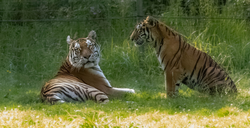 Tigre (Panthera tigris)