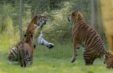 Tigre (Panthera tigris)