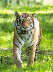 Tigre (Panthera tigris)