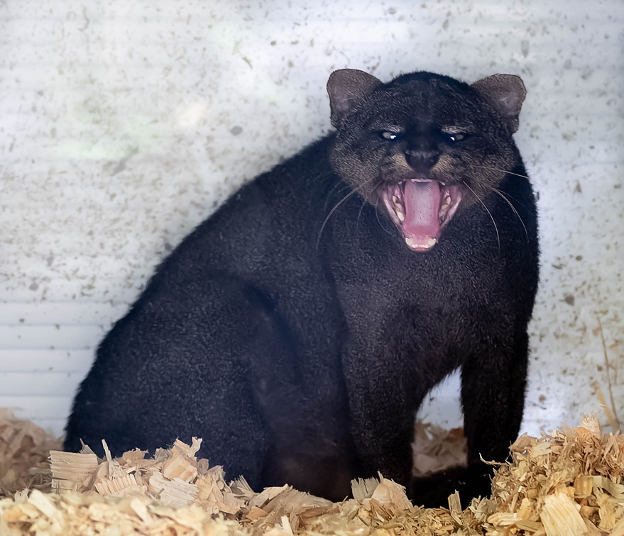 Jaguarondi - eyra - chat-loutre (Herpailurus jaguaroundi)