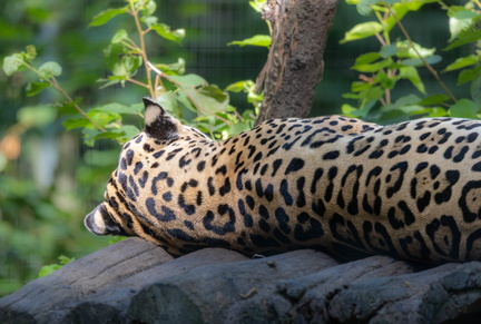 jaguar (Panthera onca)