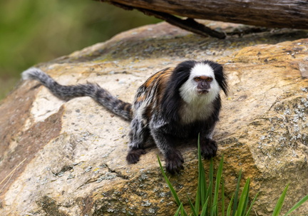  Ouistiti de Geoffroy Callithrix geoffroyi