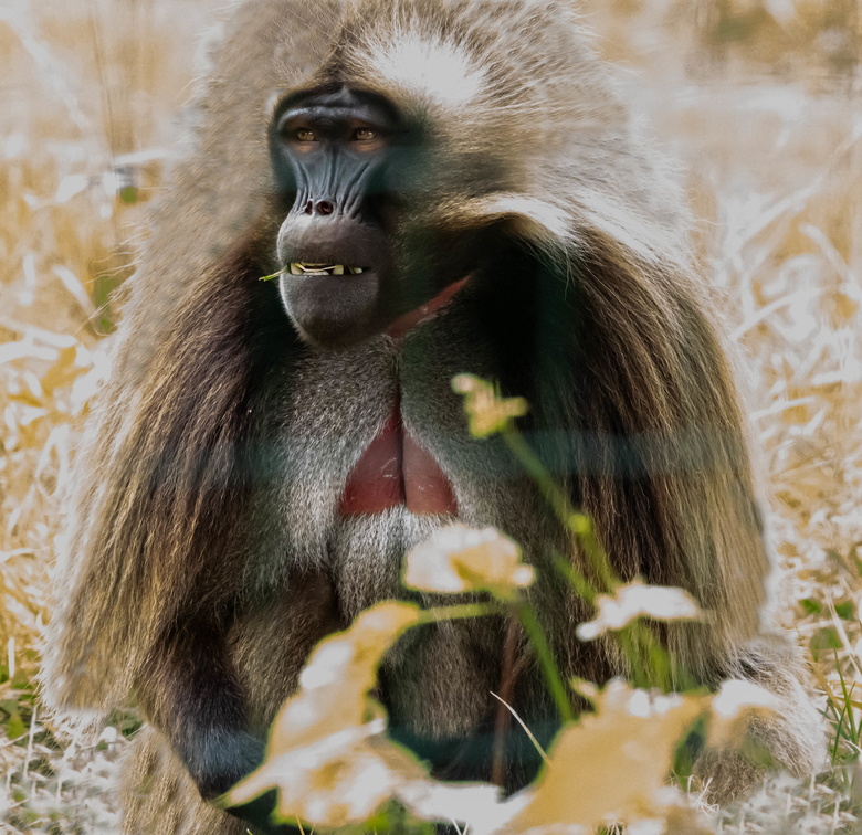 Gélada Theropithecus gelada · Singe-lion