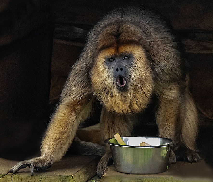 Hurleur noir Alouatta caraya