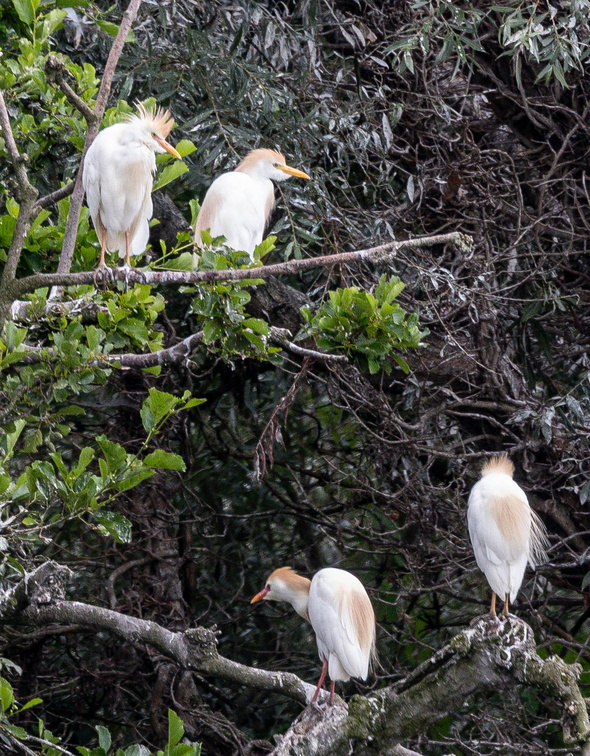 Héron garde-boeufs Bubulcus ibis - Western Cattle Egret