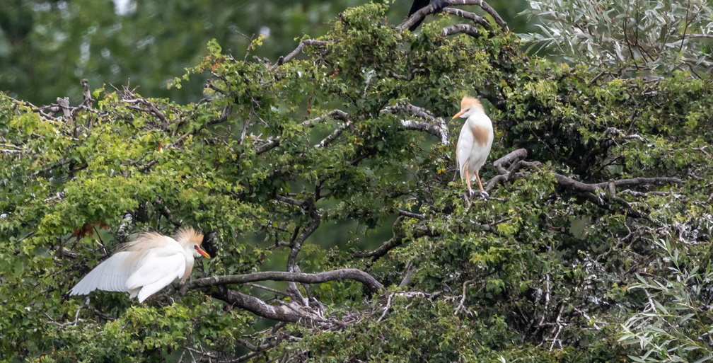 Héron garde-boeufs Bubulcus ibis - Western Cattle Egret