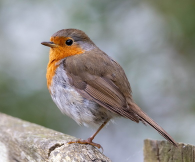 Rougegorge familier Erithacus rubecula - European Robin