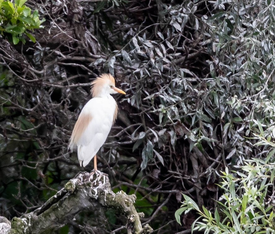 Héron garde-boeufs Bubulcus ibis - Western Cattle Egret