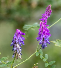 Vicia cracca