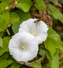 Abeille africanisée et Liseron des haies