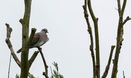 Tourterelle des bois Streptopelia turtur - European Turtle Dove