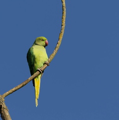 Perruche à collier Psittacula krameri - Rose-ringed Parakeet