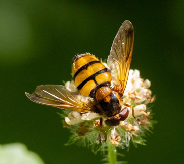  Volucella inanis