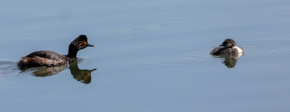 Grèbe à cou noir Podiceps nigricollis - Black-necked Grebe