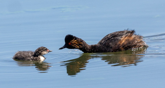 Grèbe à cou noir Podiceps nigricollis - Black-necked Grebe