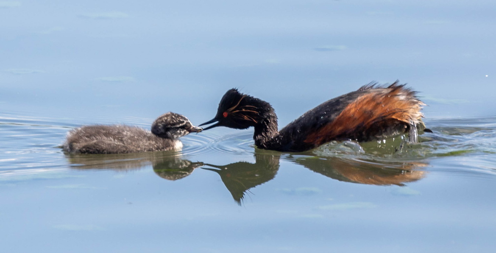 Grèbe à cou noir Podiceps nigricollis - Black-necked Grebe