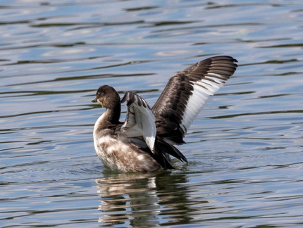 Grèbe à cou noir Podiceps nigricollis - Black-necked Grebe